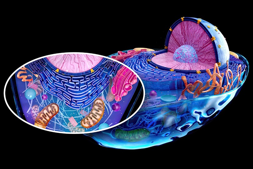 Mitokondriler kontrol altında: hücresel düzeltme nasıl çalışır